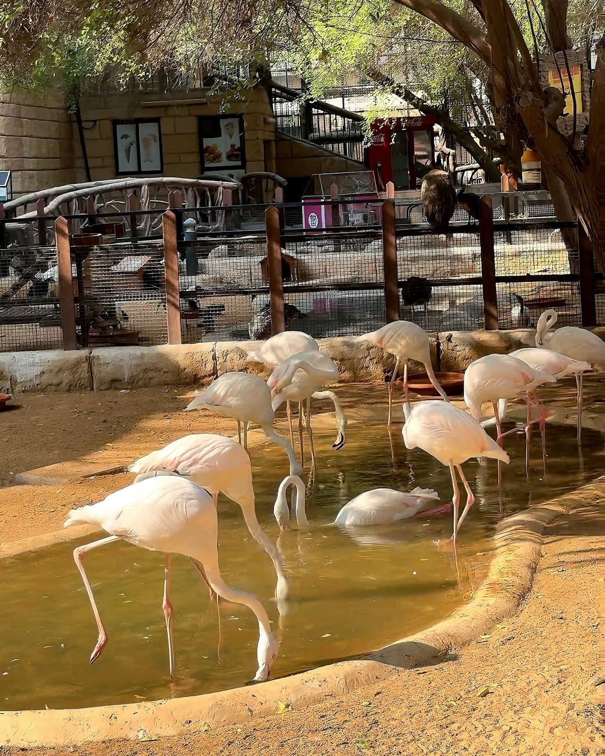Emirates Park Zoo