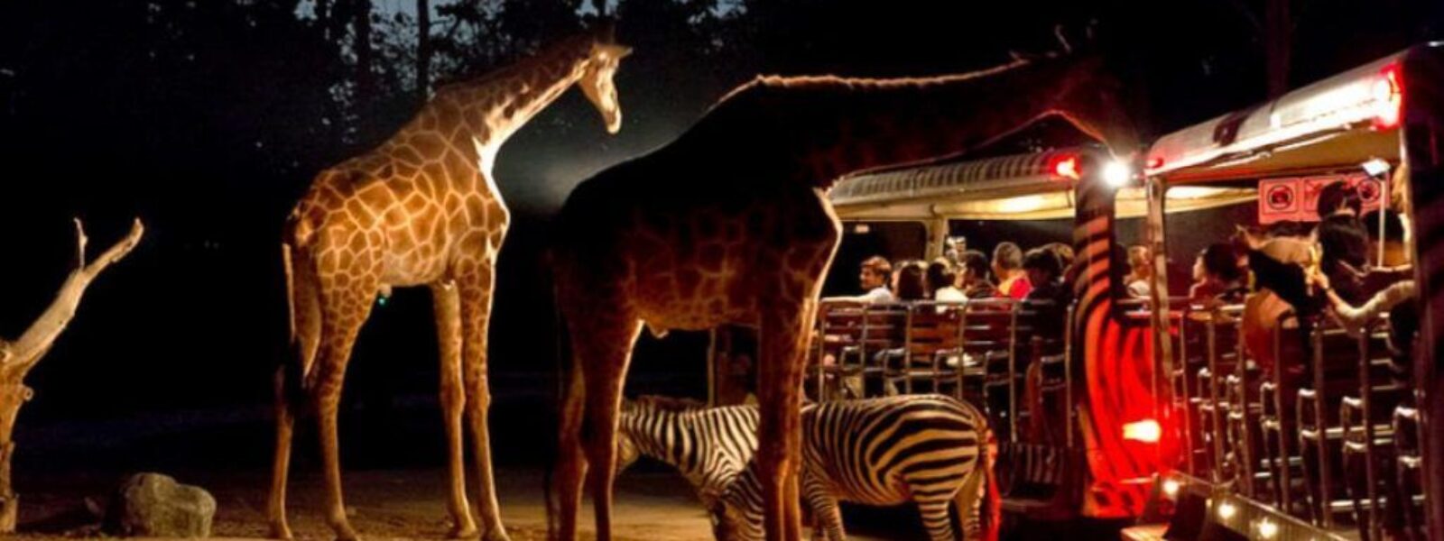Night Safari Singapore