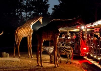 Night Safari Singapore