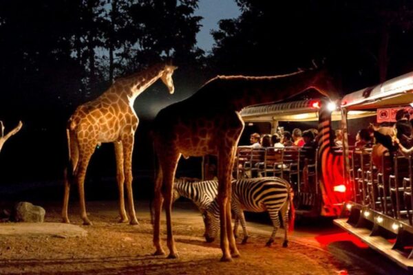 Night Safari Singapore