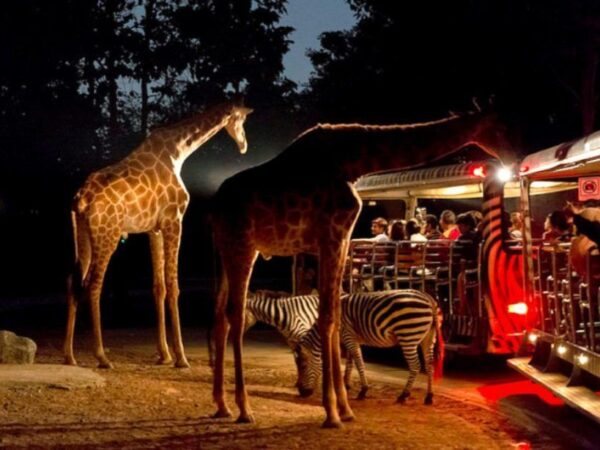 Night Safari Singapore
