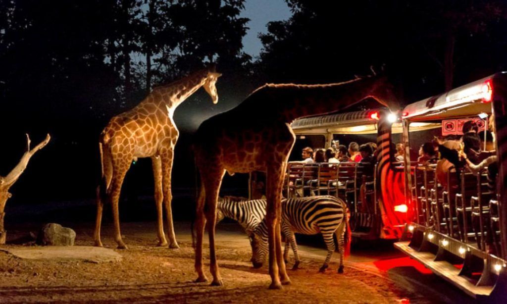 Night Safari Singapore