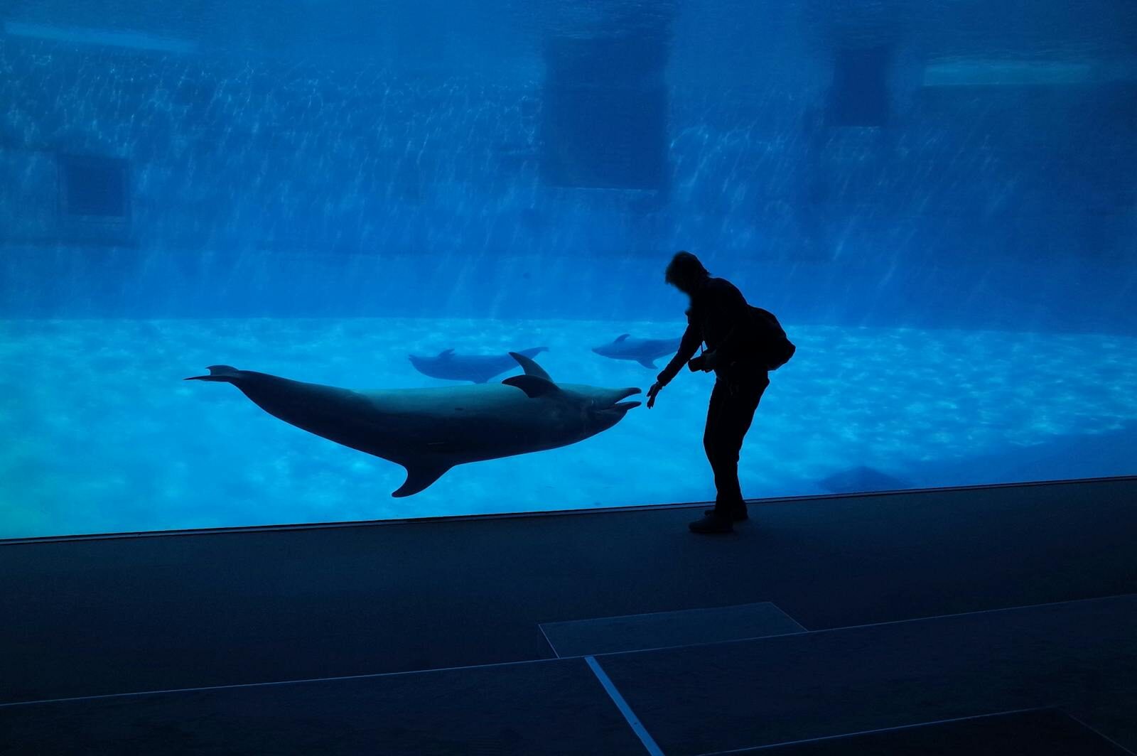 Dubai Dolphinarium