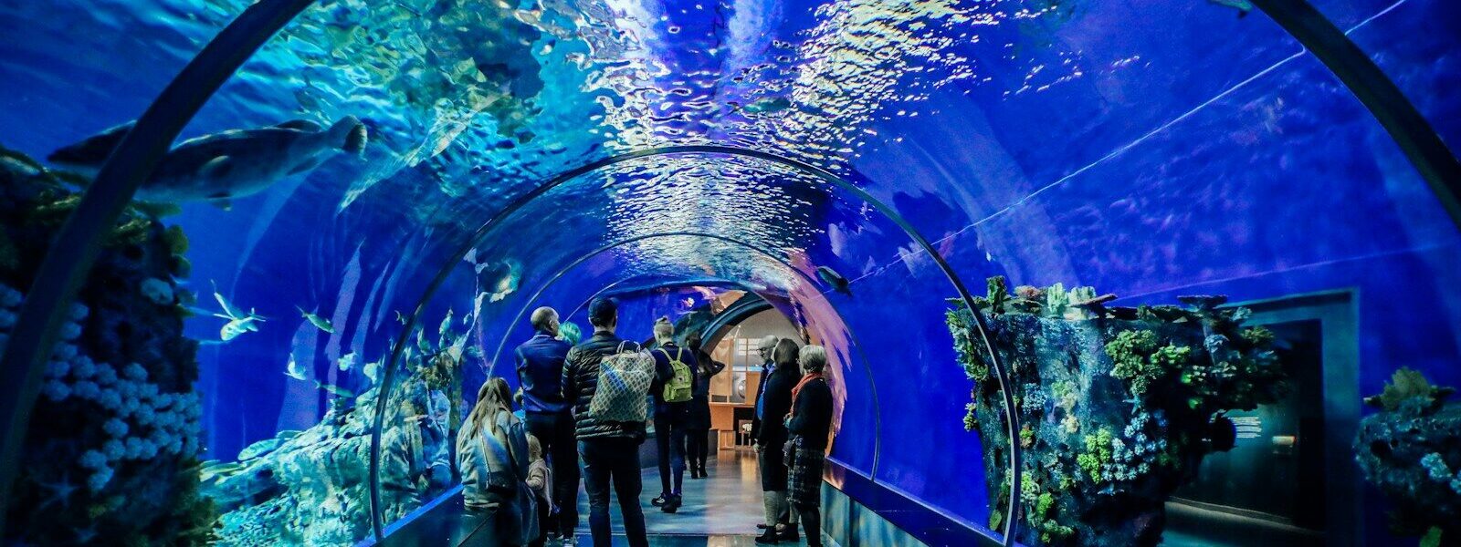 Dubai Aquarium and Underwater Zoo